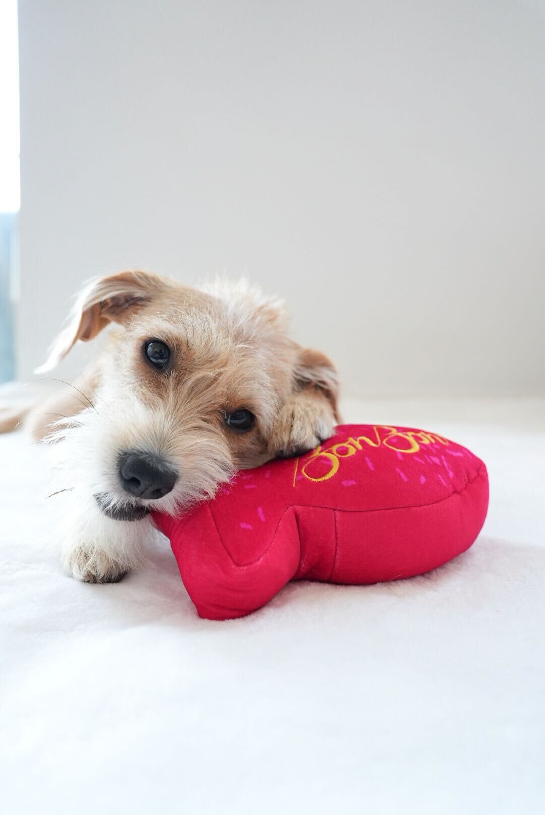 BonBon's Jumbo Dog Toy